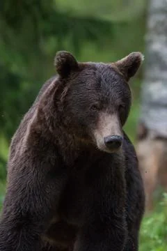 Brown bear in forest Stock Photos