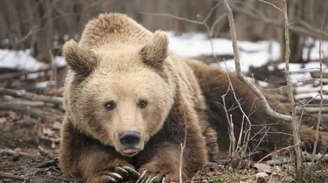 Brown Bear in Forest Sitting on Snow Open Up Mouth and Looking Around in Daytime Stock Footage 21478843
