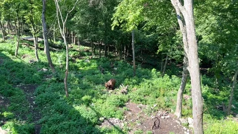 Brown bear in the forest in summer Stock Footage 246962126