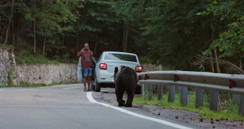 The brown bear in freedom, more and more frequent appearances in populated place Stock Footage 158166108