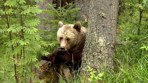 Brown bear fruit its paws Canada 스톡 동영상 61067436