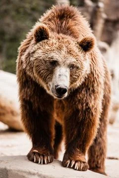 Brown bear in a funny pose Stock Photos