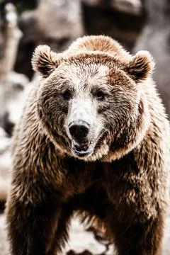 Brown bear in a funny pose Stock Photos