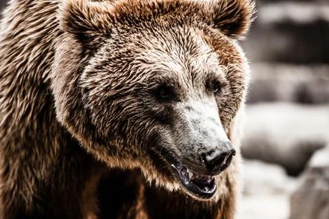 Brown bear in a funny pose Stock Photos