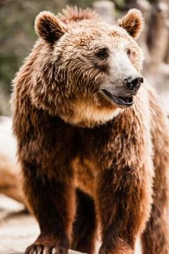 Brown bear in a funny pose Stock Photos
