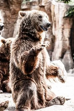 Brown bear in a funny pose Stock Photos