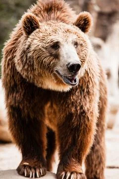 Brown bear in a funny pose Stock Photos