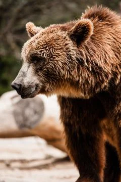 Brown bear in a funny pose Stock Photos