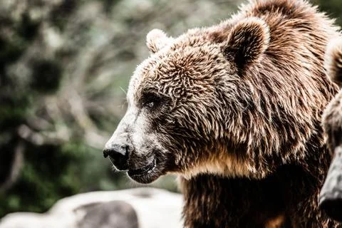 Brown bear in a funny pose Stock Photos