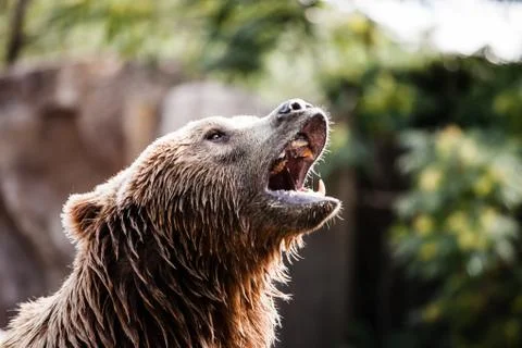 Brown bear in a funny pose Stock Photos