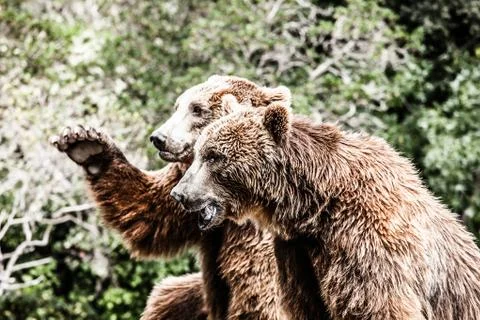 Brown bear in a funny pose Stock Photos