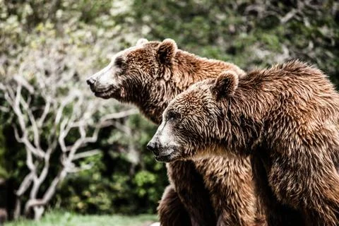 Brown bear in a funny pose Stock Photos