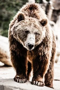 Brown bear in a funny pose Stock Photos