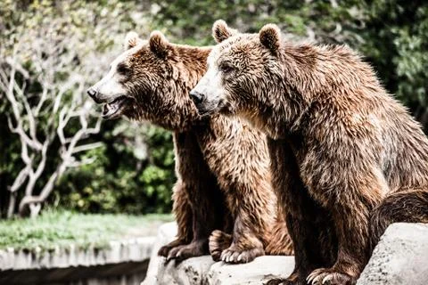 Brown bear in a funny pose Stock Photos