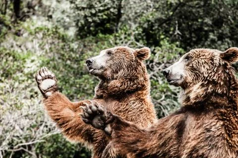 Brown bear in a funny pose Stock Photos