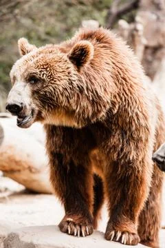 Brown bear in a funny pose Stock Photos