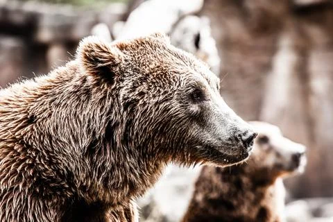 Brown bear in a funny pose Stock Photos