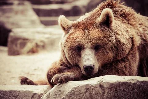 Brown bear in a funny pose Stock Photos