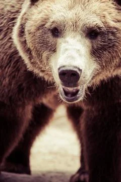 Brown bear in a funny pose Stock Photos