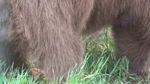 Brown bear fur fills frame with dense animal hair - Earthy Fibers and Wild Coat Stock Footage 339646271