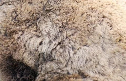 Brown bear fur Stock Photos