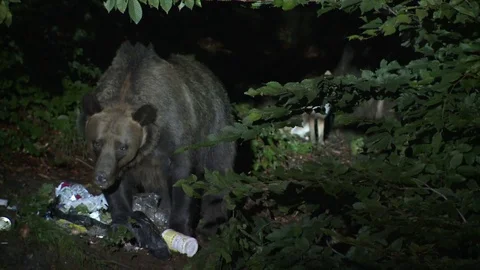 Brown bear at garbage and a fox in background Vídeos de archivo 78875215