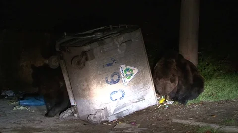 Brown bear at garbage Vídeos de archivo 78823367