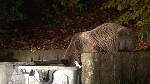 Brown bear at garbage Stock Footage