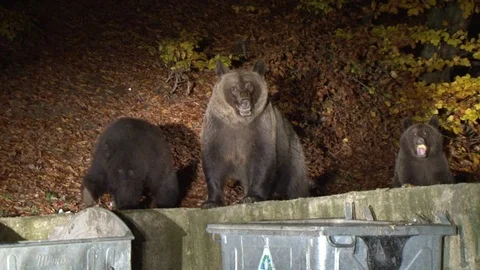 Brown bear at garbage Vídeos de archivo 78824466