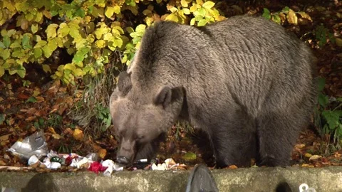 Brown bear at garbage Vídeos de archivo 78825703