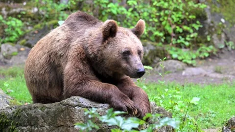 Brown bear in Germany. Stock Footage 321460245