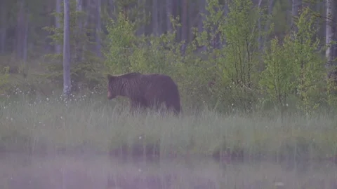 Brown bear going around the lake Stock Footage 296586689