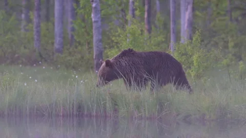 Brown bear going around the lake Stock Footage 296586761