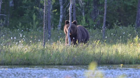Brown bear going around the lake Stock Footage 296586805