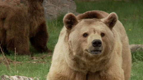 Brown bear in grass looking around Stock Footage 67386263