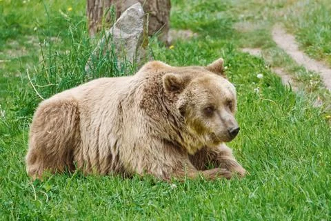 Brown Bear on the Grass Stock Photos