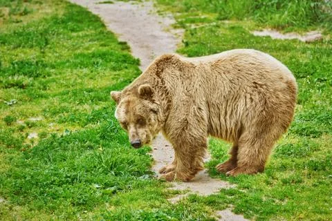 Brown Bear on Grass Stock Photos