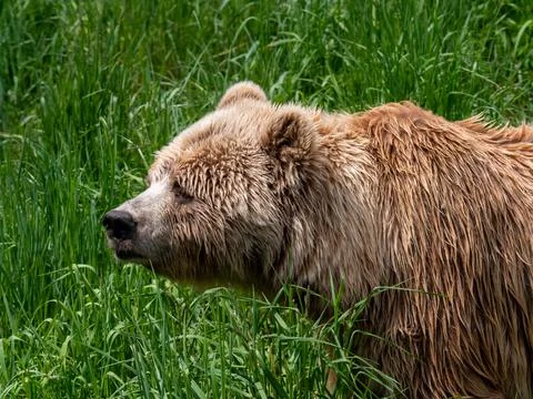 Brown bear  in the grass Stock Photos