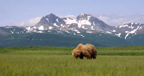 Brown bear grazing Stock Footage 157653549