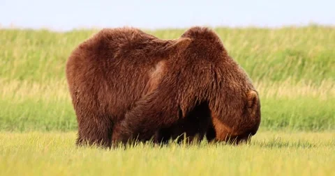 Brown bear grazing Stock Footage 157653833