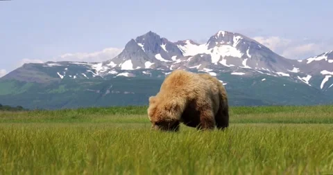 Brown bear grazing Stock Footage 157653865