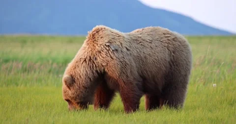 Brown bear grazing Stock Footage 157881941