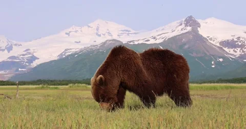 Brown bear grazing Stock Footage 160289983