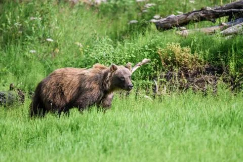 Brown Bear Grazing in Green Alaskan Field Stock Photos