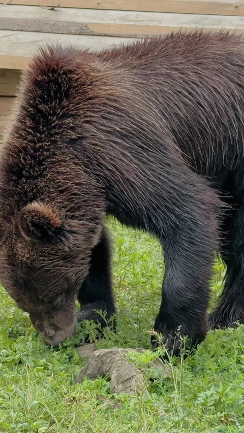 Brown Bear Grazing in Green Field Stock Footage 328614556