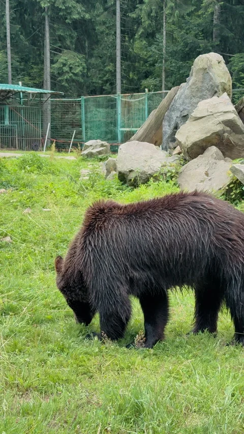 Brown Bear Grazing in Green Field Stock Footage 328615366