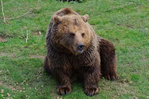 Brown bear on green grass Stock Photos