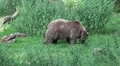 Brown Bear in a green grassy forest landscape HD Footage