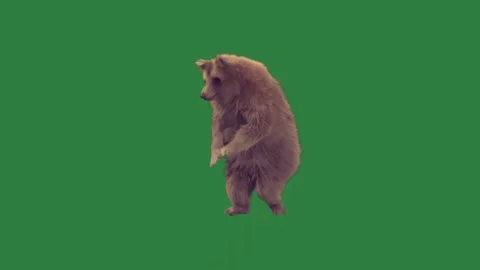 A brown bear on green screen and standing its hind cat hinds squirrel is Video stock 335147540