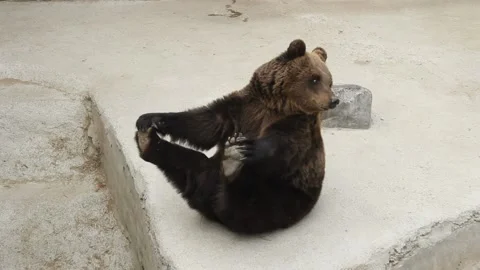 The brown bear grizzly 動画素材 148292242